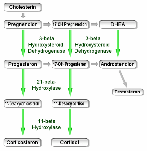 Vereinfachtes Schema der Hormonproduktion in der Nebennierenrinde
