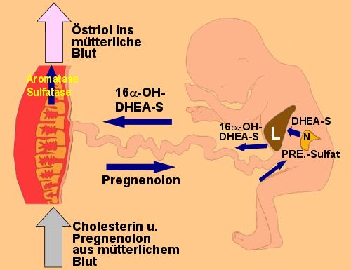 Funktionsweise der fetoplazentaren Einheit