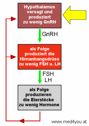 Auch wenn die Funktion des Hypothalamus gestrt ist, sind die Gonadotropine erniedrigt oder niedrig normal aber nicht erhht