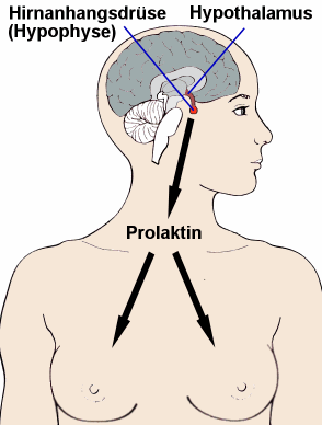 Prolaktin entsteht in der Hirnanhangsdrse und wirkt vor allem auf die Brustdrse.