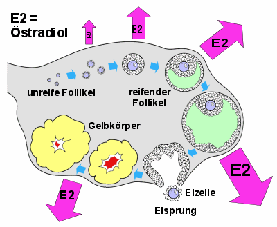 Im Verlaufe des Zyklus produzieren verschiedene Strukturen in den Eierstcken stradiol (E2)