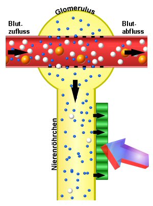 Schema der tubulren Proteinurie