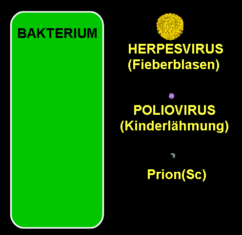 bspr00.gif (9648 Byte)