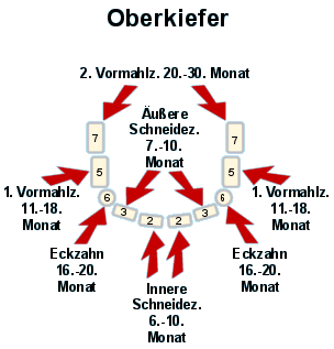 Die Entwicklung der Milchzhne im Oberkiefer