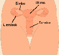 Lage der weiblichen Geschlechtsorgane