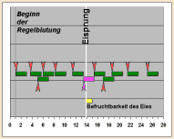 Schema der Befruchtbarkeit der Eizelle whrend eines Zyklus