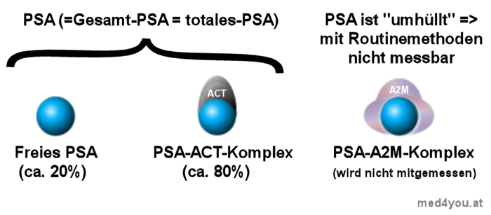 Die verschiedenen PSA-Formen im Blut