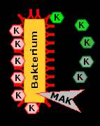 Komplementfaktoren, die das Bakterium zerstren (rechts) oder fr Fresszellen "wrzen" (links)