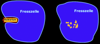 Einmal gefressen wird Bakterium zerstrt