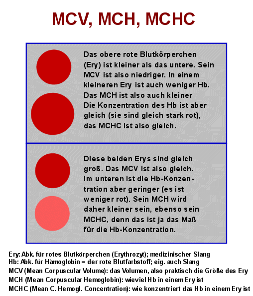 Schema der Erythrozytenindizes MCV, MCH, MCHC