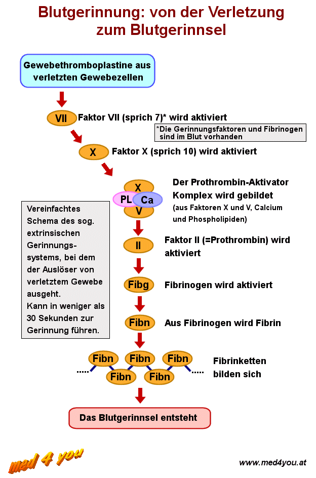 Vereinfachtes Schema des extrinsischen Gerinnungsystems