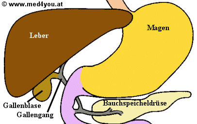 Schema des Gallengangsystems