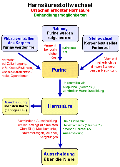 Harnsäure wert zu hoch