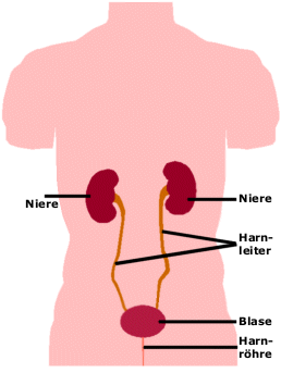 Harnsystem