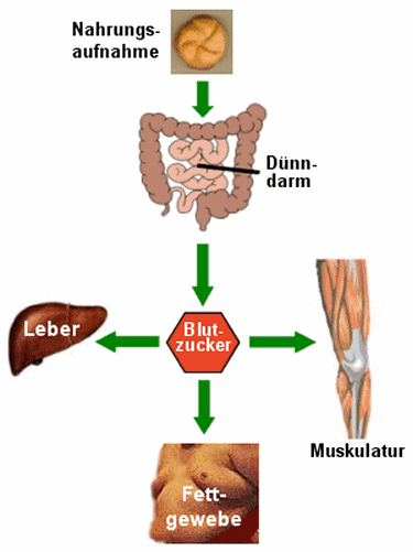 Wirkungen des Insulins nach der Nahrungsaufnahme