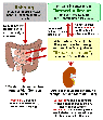 Zum Schema des Kaliumhaushaltes