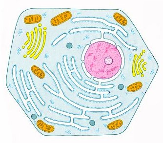Schema einer Zelle