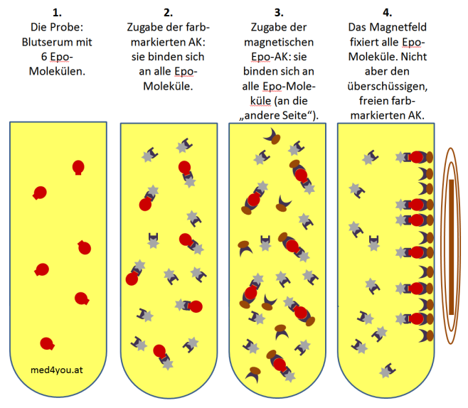 Erythropoetin Sandwich Immunoassay Analyseschritte 1 bis 4