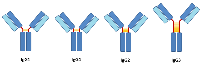 Struktur der IgG-Subklassen