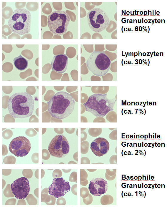 Eosinophile granulozyten