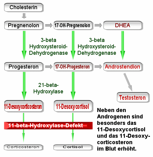 Schema des 11-beta-Hydroxylasedefekts
