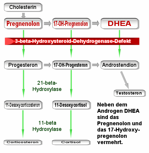 Schema des 3-beta-Hydroxysteroid-Dehydrogenase-Defekts