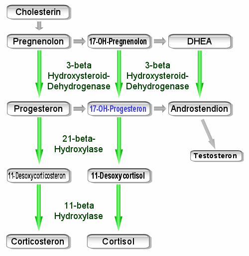 Verinfachtes Schema der Synthese des Cortisols in der Rinde der Nebenniere