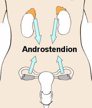 Produktionsorte des Androstendions