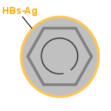 Hepatitis B Virus, Hlle mit HBs-Ag gelb eingezeichnet