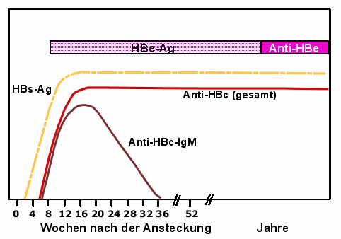 Verlauf wichtiger Laborbefunde bei chronischer Hepatitis B Infektion