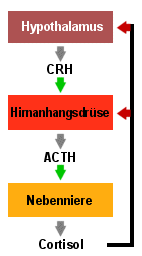 Normale Hormonproduktion der Nebennierenrinde