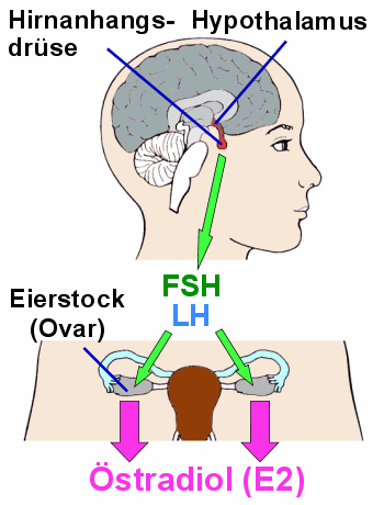 Von den Gonadotropinen (FSH, LH) der Hirnanhangsdrüse angeregt produzieren die Eierstöcke Östradiol