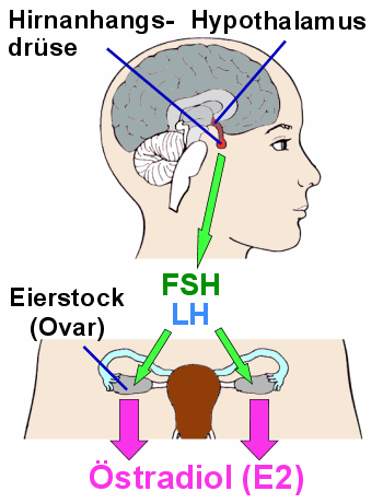 Von den Gonadotropinen (FSH, LH) der Hirnanhangsdrse angeregt produzieren die Eierstcke stradiol