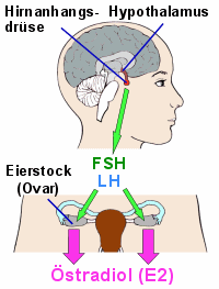 Von den Gonadotropinen (FSH, LH) der Hirnanhangsdrse angeregt produzieren die Eierstcke stradiol