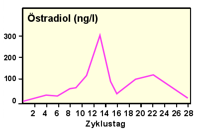 Verlauf des stradiol-Spiegels whrend einer Zyklusphase