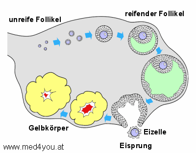 Schema der Reifung eines Follikels im Rahmen des monatlichen Zyklus der Frau