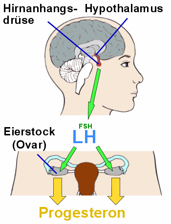 Das LH aus der Hirnanhangsdrse frdert die Entstehung des Gelbkrpers und seine Hormonproduktion