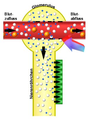 Schema der selektiven glomerulären Proteinurie