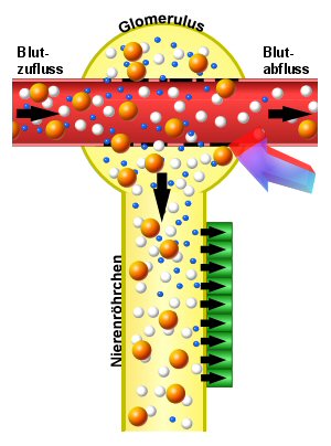 Schema der UNselektiven glomerulären Proteinurie
