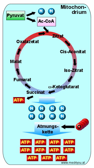 Schema des Zitratzyklus