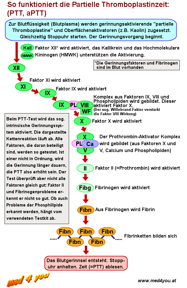 Prinzip der partiellen Thromboplastinzeit (PTT)