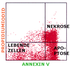 Doppelfrbung Annexin V FITC und Propidiumiodid