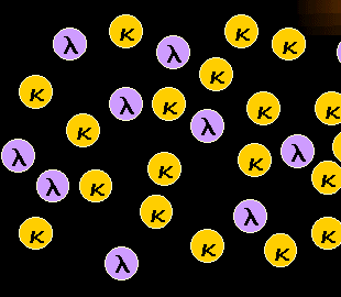 Polyclonal B-cells