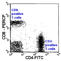 Example for a normal distribution of CD4- and CD8-positive T-cells