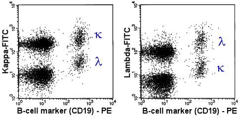 Polyclonal B-cells, double stained with anti-CD19-PE and anti-light chain-FITC