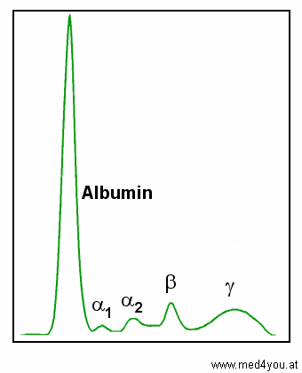 Normale Elektrophoresekurve