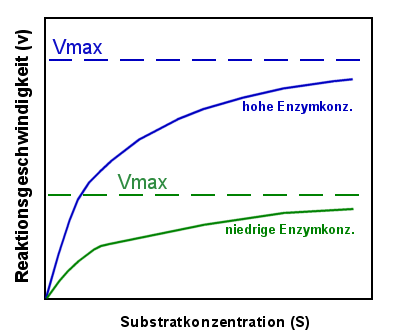 Reaktionen bei hoher und bei niedriger Enzymkonzentration