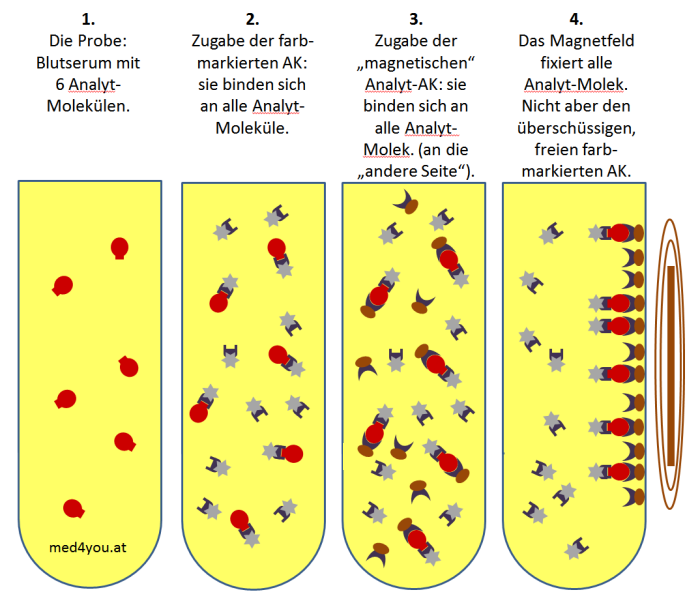 Sandwich Immunoassay Analyseschritte 1 bis 4