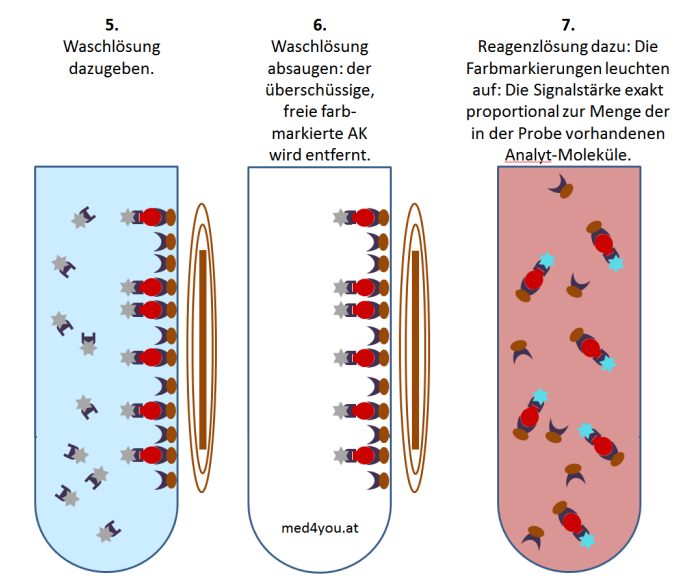 Sandwich Immunoassay Analyseschritte 5 bis 7