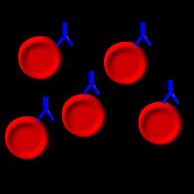 "IgG"-Antikörper binden an rote Blutkörperchen, eine Verklumpung ist jedoch nicht möglich